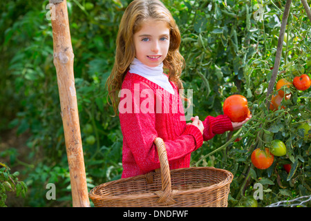 Agricoltore kid ragazza la raccolta di pomodori in un home azienda di famiglia Foto Stock