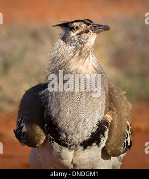 Kori Bustard Ardeotis kori un grande uccello pesante in grado di volo al parco nazionale orientale di Tsavo in Kenya meridionale Foto Stock