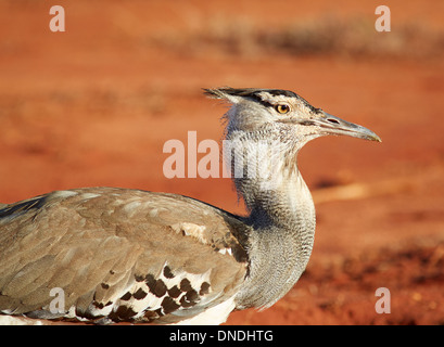 Kori Bustard Ardeotis kori un grande uccello pesante in grado di volo al parco nazionale orientale di Tsavo in Kenya meridionale Foto Stock