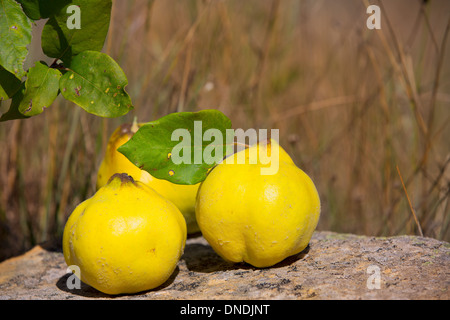 Le mele cotogne Frutta immagine ancora oltre la pietra in natura outdoor Foto Stock