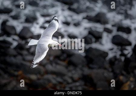 Argento gabbiano in volo, Sud Australia, Australia Foto Stock
