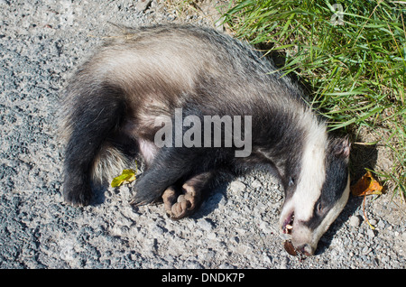 Dead Badger giacenti a lato del cordolo stradale. Forse ucciso in auto Foto Stock