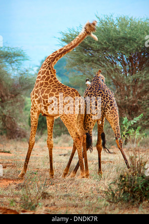 Voce maschile Masai giraffe necking - utilizzando il loro collo e le teste come armi per stabilire la posizione dominante - Tsavo Kenya Foto Stock