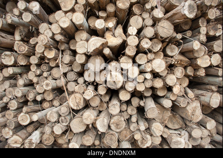 Legno di eucalipto pila Foto Stock