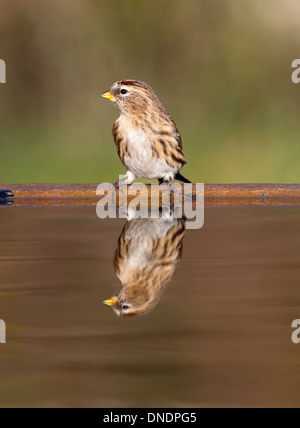 Lesser redpoll, Carduelis cabaret, singolo uccello in acqua, Warwickshire, Dicembre 2013 Foto Stock