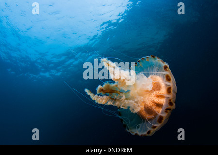 La chiara acqua di mare calda incitare alla scoperta del mondo marino Foto Stock