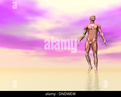 Vista frontale della muscolatura maschio, sfondo rosa. Foto Stock