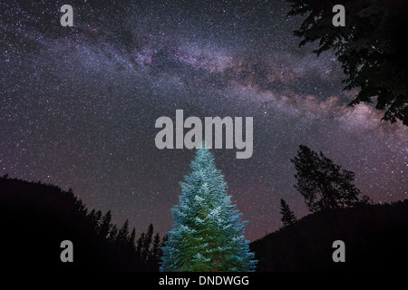 Un illuminato Lone Pine Tree si illumina al di sotto dell'arco della Via Lattea in Idaho, Stati Uniti d'America. Foto Stock