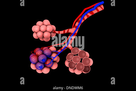 Immagine concettuale di alveoli. Foto Stock