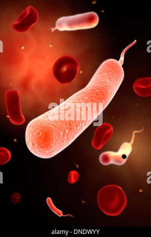 Immagine concettuale di vibrio cholerae causando il colera. Foto Stock