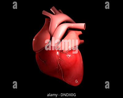 Immagine concettuale del cuore umano. Foto Stock