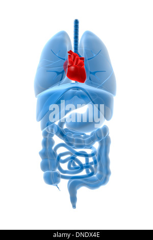 Immagine a raggi X di organi interni con cuore evidenziata in rosso. Foto Stock