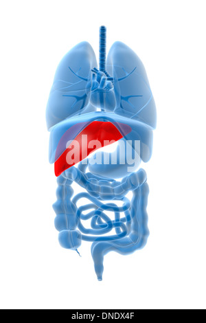 Immagine a raggi X di organi interni con il pancreas evidenziato in rosso. Foto Stock