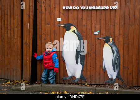 Un ragazzino di circa 18 mesi in piedi accanto ad alcuni vita-dimensioni Foto di pinguini presso lo Zoo di Edimburgo, Scozia, Regno Unito Foto Stock