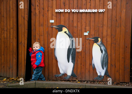 Un ragazzino di circa 18 mesi in piedi accanto ad alcuni vita-dimensioni Foto di pinguini presso lo Zoo di Edimburgo, Scozia, Regno Unito Foto Stock