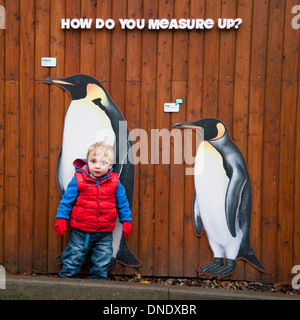 Un ragazzino di circa 18 mesi in piedi accanto ad alcuni vita-dimensioni Foto di pinguini presso lo Zoo di Edimburgo, Scozia, Regno Unito Foto Stock