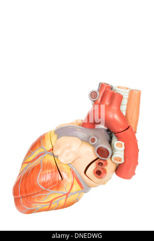 Cuore umano modello vista laterale Foto Stock