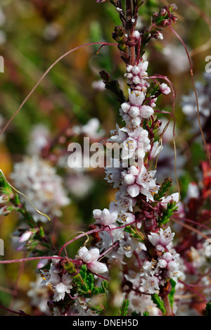 Tremava comune - Cuscuta epithymum su Erica - Calluna vulgaris comune Thursley Heath Foto Stock