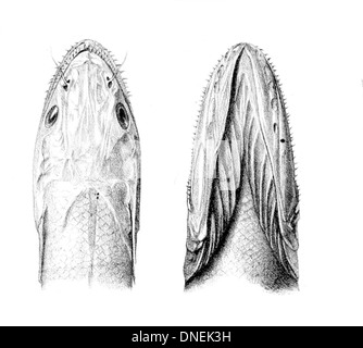 Il Bathysaurus mollis, noto come il pesce drago liscio, è una specie di acque profonde caratterizzata dalla sua testa grande e dalle proprietà bioluminescenti. Si trova in genere a profondità superiori a 1.000 metri. Foto Stock