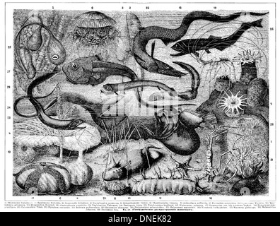 Il Brockhaus and Efron Enciclopedic Dictionary è un'opera di riferimento completa originariamente pubblicata in russo all'inizio del XX secolo. Contiene voci dettagliate su una vasta gamma di argomenti, tra cui storia, scienza, cultura e geografia, rendendolo una risorsa preziosa per ricercatori e studiosi. Foto Stock