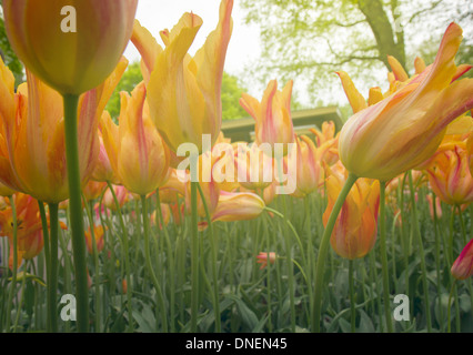 Molla di tulipani arancione close up Foto Stock