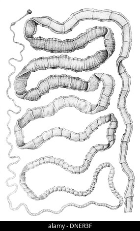 Il Taenia solium, comunemente noto come tenia di maiale, è un verme parassita presente nell'intestino dell'uomo e dei maiali. Può causare cisticercosi negli esseri umani se le larve vengono ingerite. Foto Stock