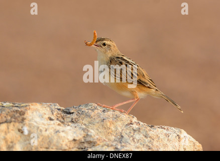 Bella Zitting Cisticola (Cisticola juncidis) stando a terra Foto Stock