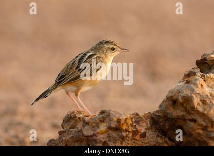 Bella Zitting Cisticola (Cisticola juncidis) stando a terra Foto Stock