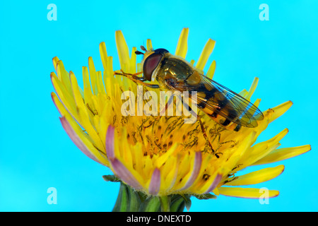 Close up di un Hover fly ,Epistrophe melanostoma su un fiore giallo Foto Stock