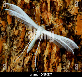 Pennacchio bianco tarma Pterophorus pentadactyla sulla corteccia di albero Foto Stock