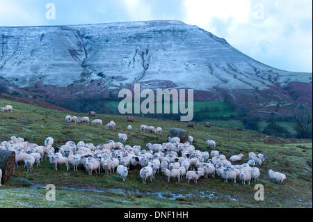 Il fieno Bluff, Powys, Regno Unito. Il 24 dicembre 2013. Ovini di recarsi presso un inverno la zona di alimentazione. Nei pressi di gale force venti, grandine e le bufere di neve ha colpito la terra alta del Galles centrale mentre parti di basso terra subito dalle inondazioni il secondo giorno delle tempeste. Credito: Graham M. Lawrence/Alamy Live News. Foto Stock