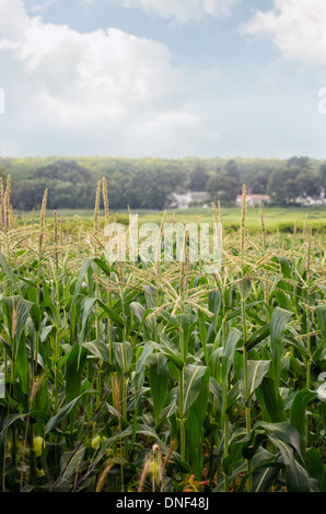 Nuovo dolce il mais Zea mays cresce in una fattoria in Niantic Connecticut USA su una bella giornata d'estate. Foto Stock