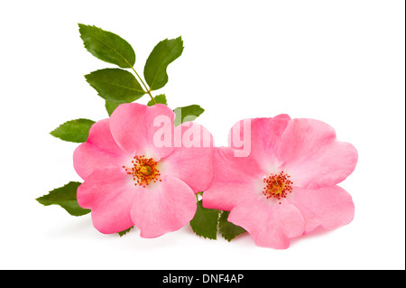 Rose fiori di colore rosa isolato su bianco Foto Stock