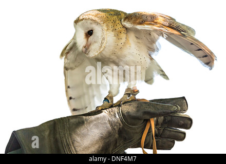 Il barbagianni, Tyto alba a falconer guanto, Wales, Regno Unito Foto Stock