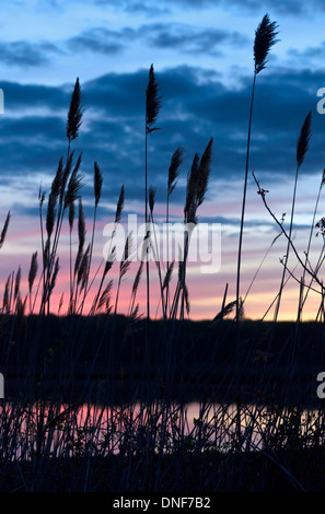 Canne comuni Phragmites australis saltwater marsh Niantic Connecticut stagliano rosa riflessi del tramonto in acqua Foto Stock