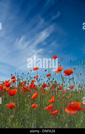 Campo di papaveri rossi contro uno sfondo di cielo blu Foto Stock