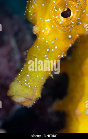 La Seahorse è il più popolare il pesce nei nostri mari e oceani Foto Stock