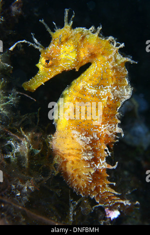 La Seahorse è il più popolare il pesce nei nostri mari e oceani Foto Stock