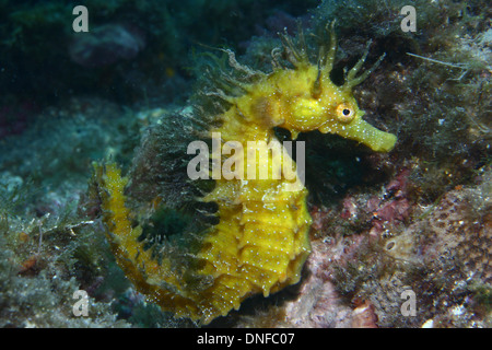 La Seahorse è il più popolare il pesce nei nostri mari e oceani Foto Stock