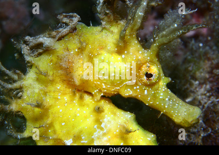 La Seahorse è il più popolare il pesce nei nostri mari e oceani Foto Stock