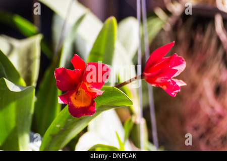 Orchidee rosse Foto Stock