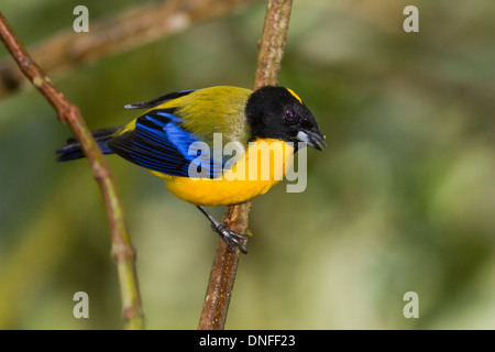 Montagna-Tanager alato blu, Anisognathus sompptuosus, in Ecuador Foto Stock