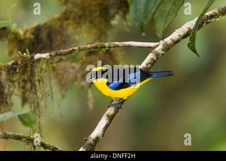 Montagna-Tanager alato blu, Anisognathus sompptuosus, in Ecuador. Foto Stock