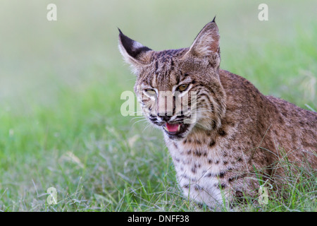 Bobcat, Lynx rufus, in un ranch vicino Laredo, Texas. Foto Stock