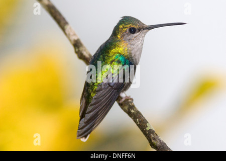 Femmina verde-incoronato Woodnymph, Thalurania fannyi hypochlora, in Ecuador Foto Stock