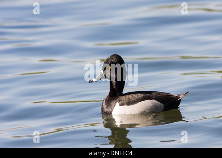 Anatra con collo ad anello, Aythya collaris, presso il lago McGovern a Hermann Park, Houston, Texas. Foto Stock