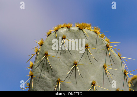 Texas Prickly Pear Cactus, Opuntia engelmannii, nel deserto nel Texas sud-occidentale Foto Stock