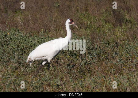 Whooping Crane, Grus americana, all'Aransas Pass National Wildlife Refuge, vicino a Rockport, Texas. Foto Stock