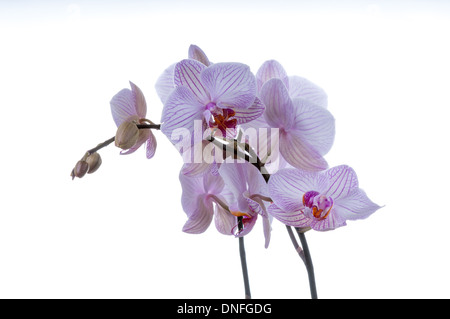 Bellissimi fiori di orchidea con spazio sul lato destro. shot orizzontale su uno sfondo bianco. studio shot Foto Stock