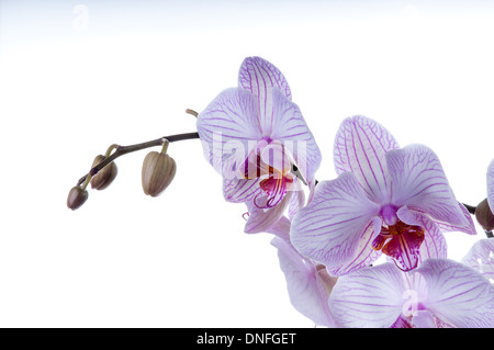 Bella orchid con spazio sul lato sinistro. shot orizzontale su uno sfondo bianco. studio shot Foto Stock
